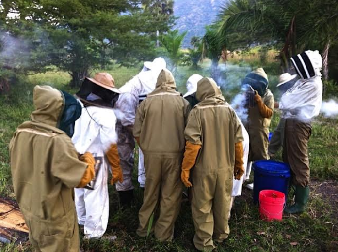 Can Hornets Sting Through a Bee Suit? A Detailed Look at Protective Gear for Beekeepers