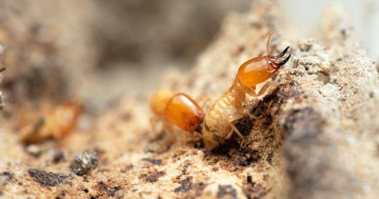 Protecting Your Family and Home: Essential Termite Exterminator Advice for New Homeowner Dads